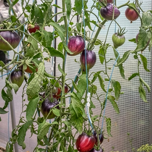 637 Sgt. Pepper's Tomato