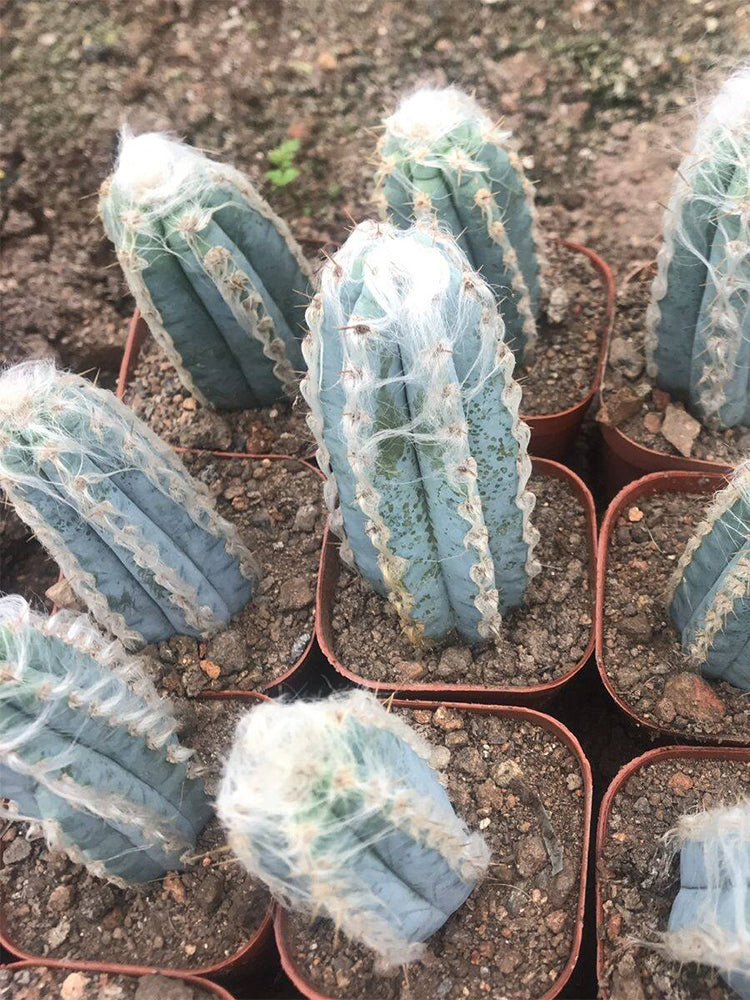 Pilosocereus azureus