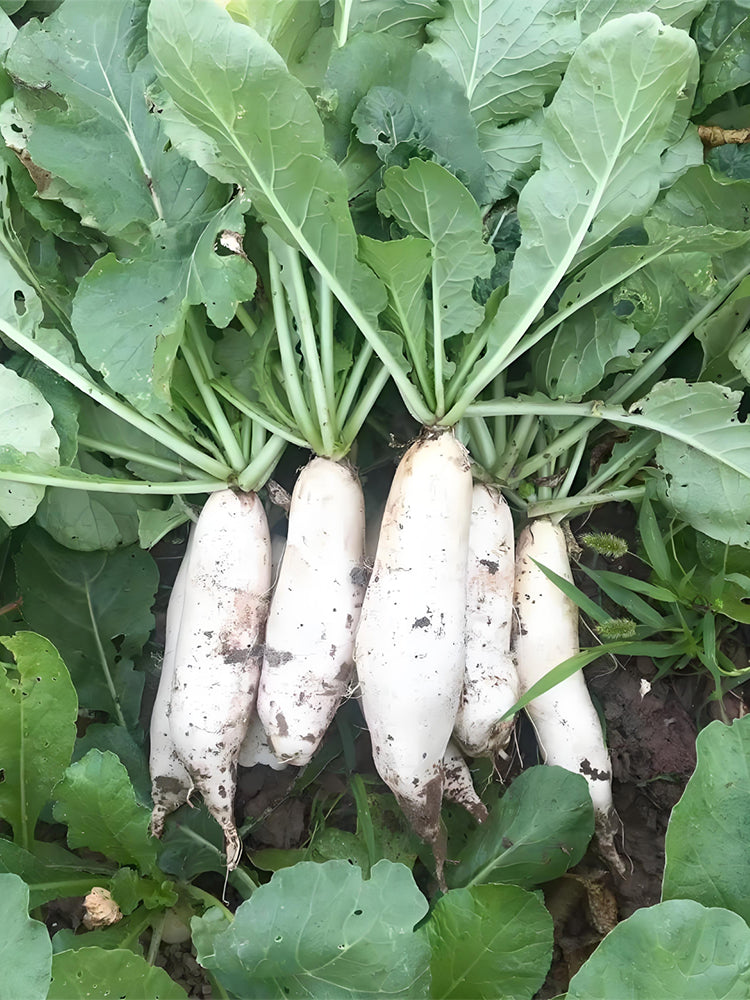 'Xinxuan 13-6' Early-Maturing Radish