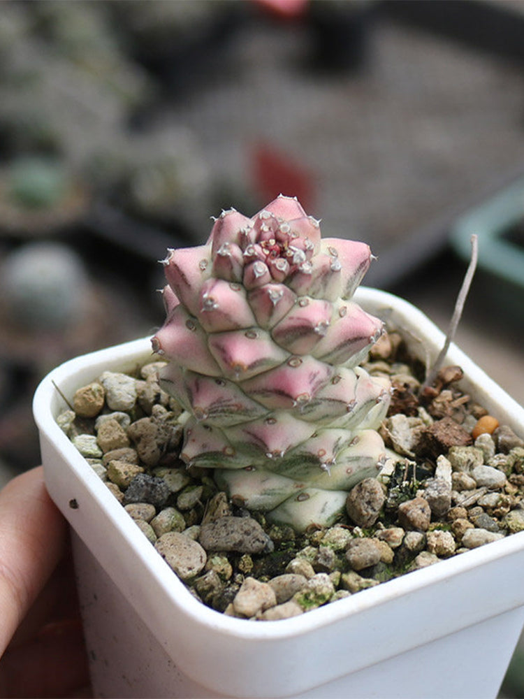 Monadenium ritchiei var. nyambense 'Variegata'