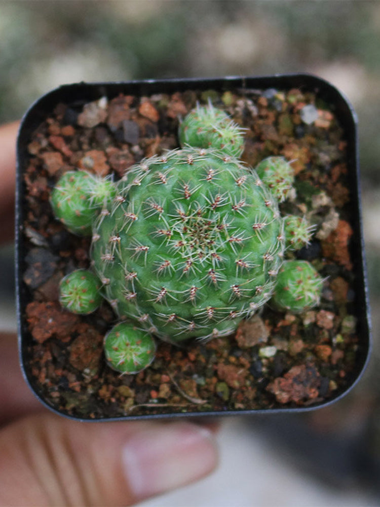 Aylostera 'Karel' Cactus