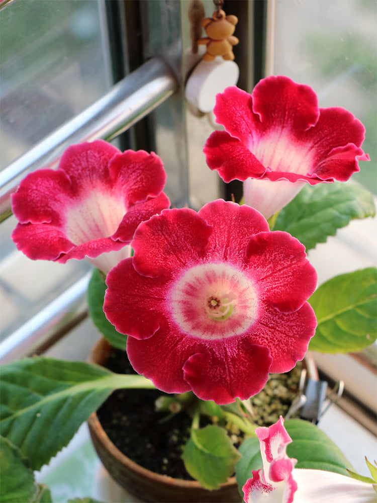 Gloxinia (Mixed 10+ Varieties)