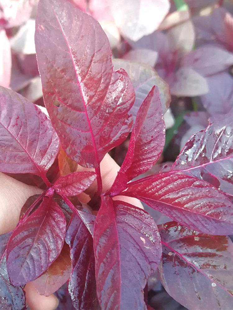 Red Amaranth