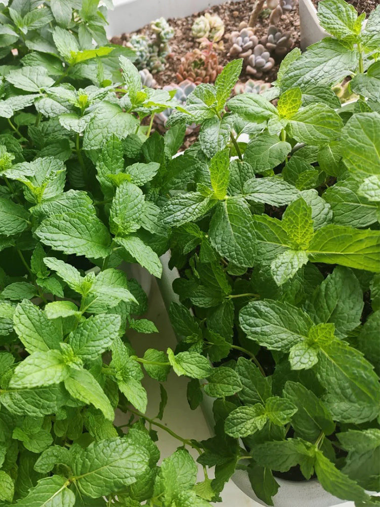 Crinkled-leaf Peppermint