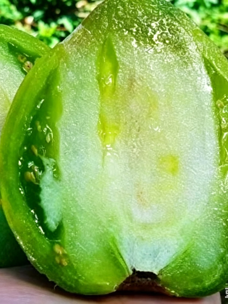 1035 Big Emerald Tomato