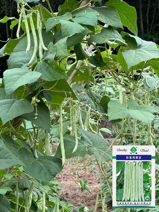 Bai Fumei Pole Bean