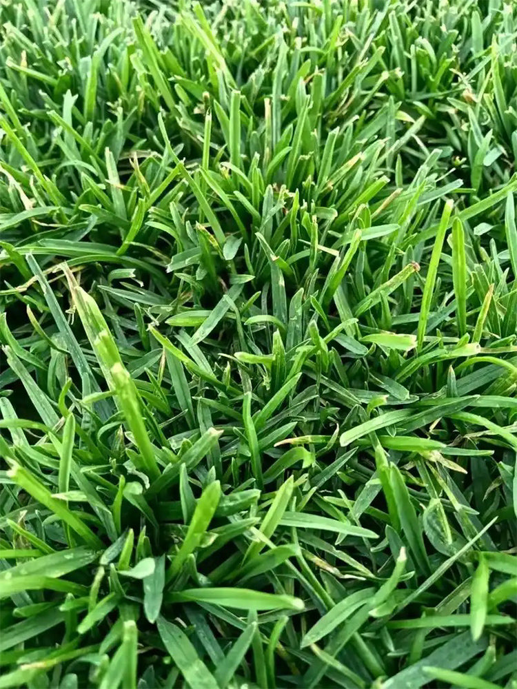 Poa pratensis 'Fargo BT'