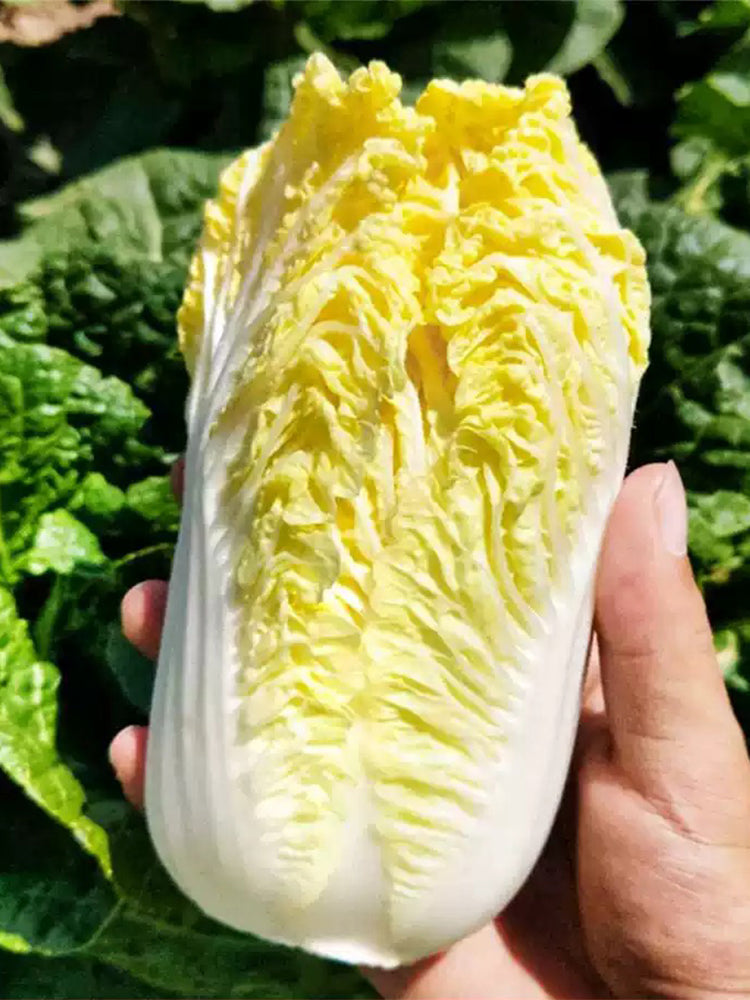 ‘Golden Pearl’ Baby Cabbage (Brassica rapa subsp. pekinensis)