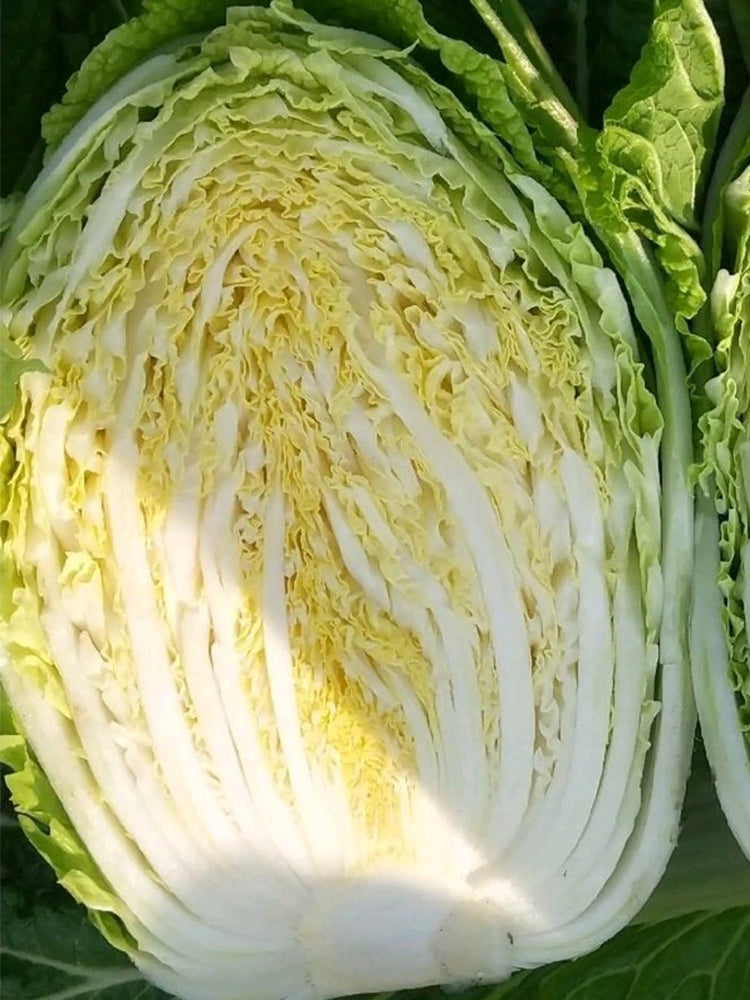 'Jiaoyan Qiubao' Chinese Cabbage