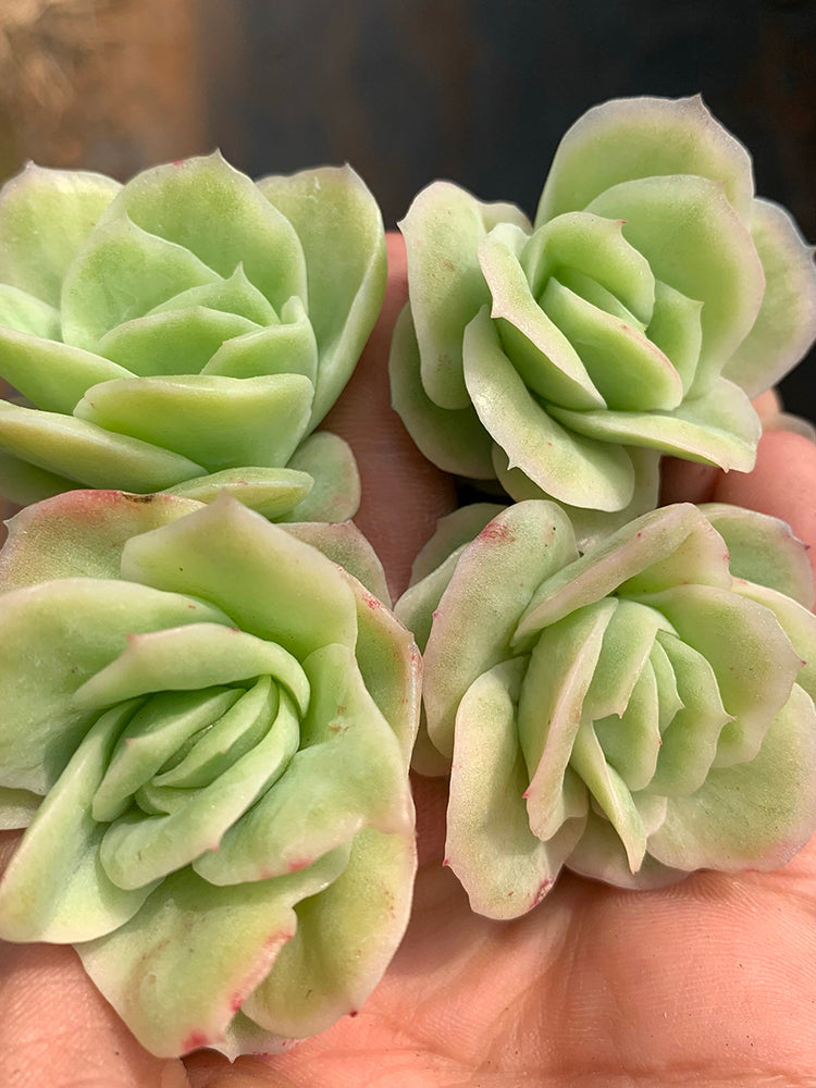 Echeveria 'Pinkola'