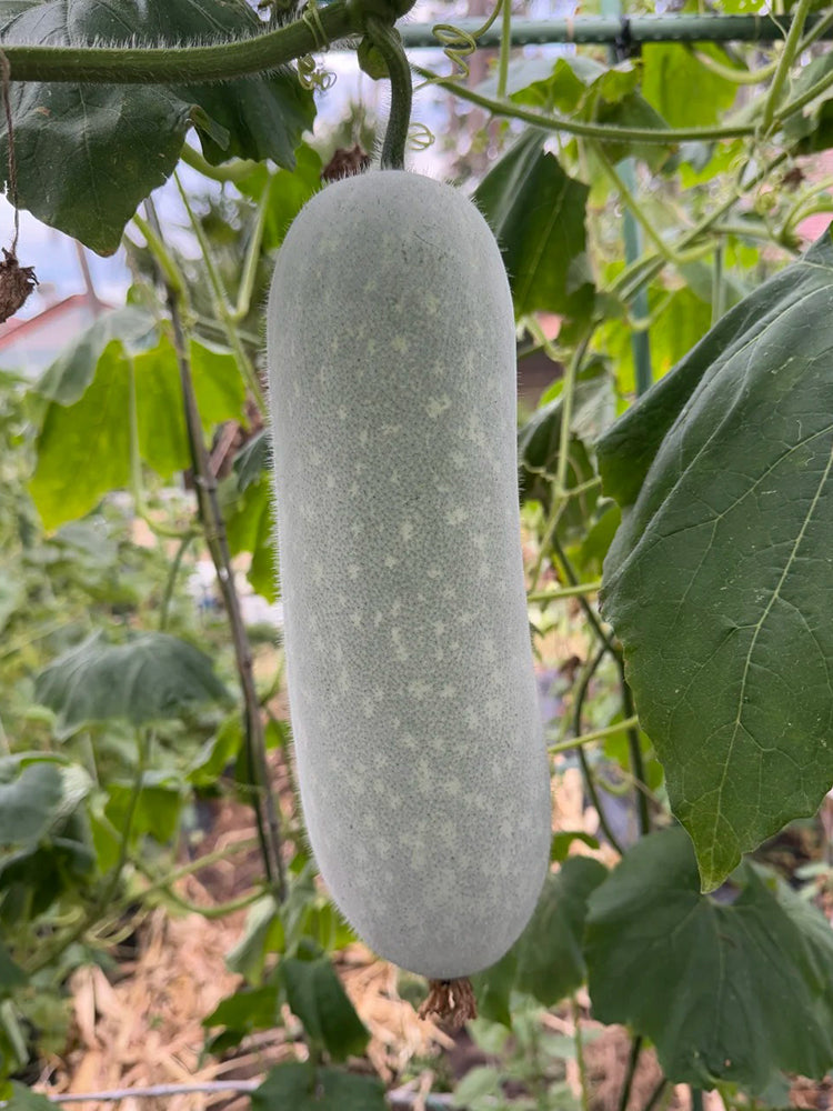 Baocui F1 Hybrid Hairy Gourd