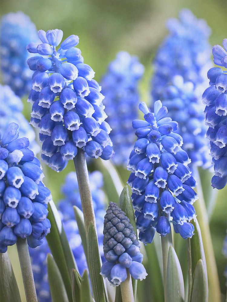 Mixed Color Grape Hyacinth
