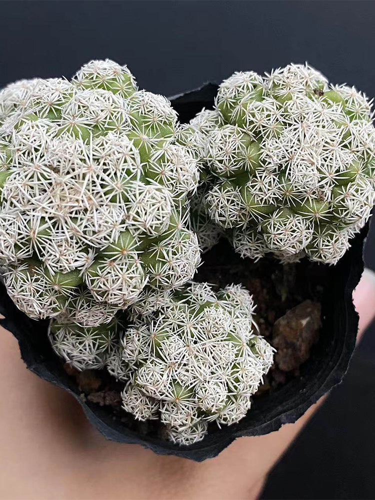 Mammillaria gracilis fragilis 'Thimble Cactus'