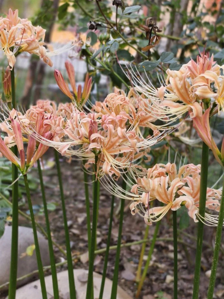 Lycoris 'Champagne'
