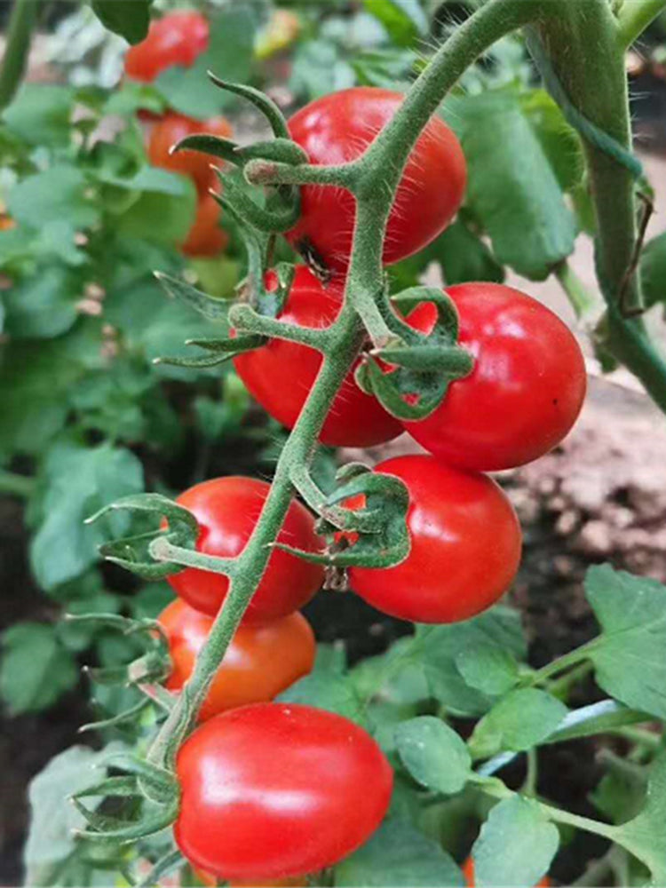 'Imperial Ruby' Traditional Cherry Tomato
