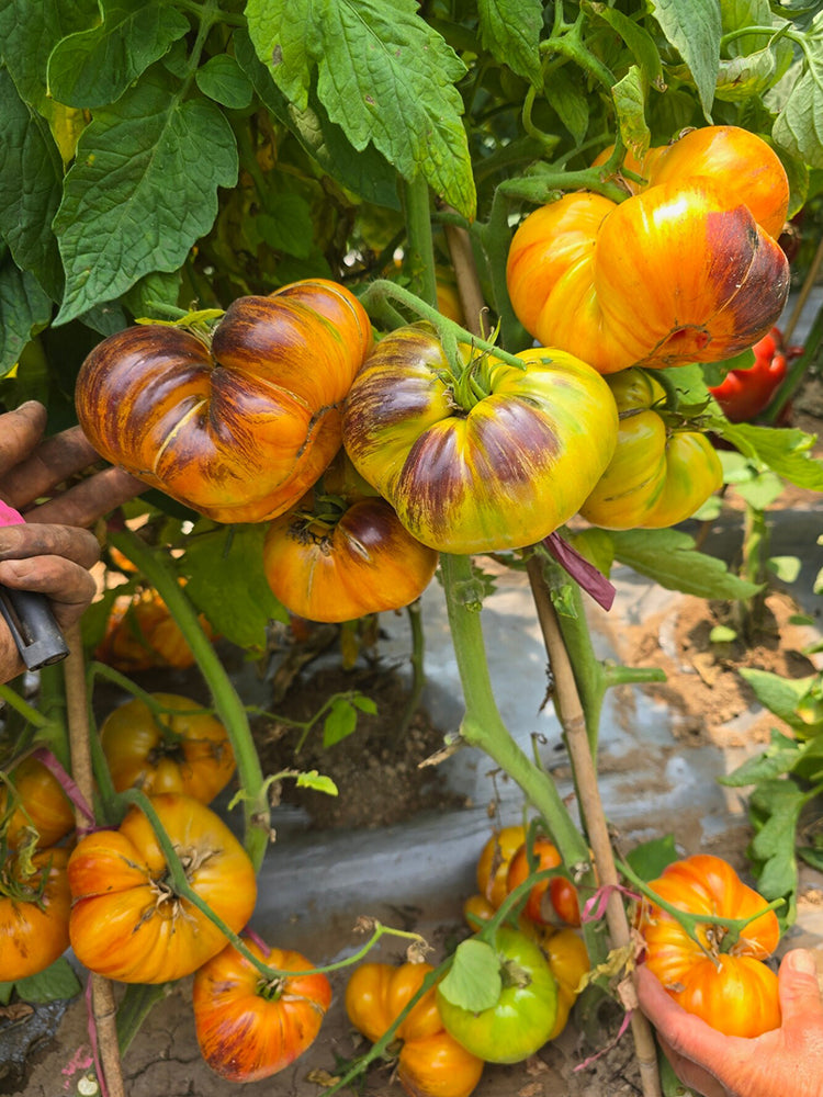 1060 Tempting Cheeks Tomato