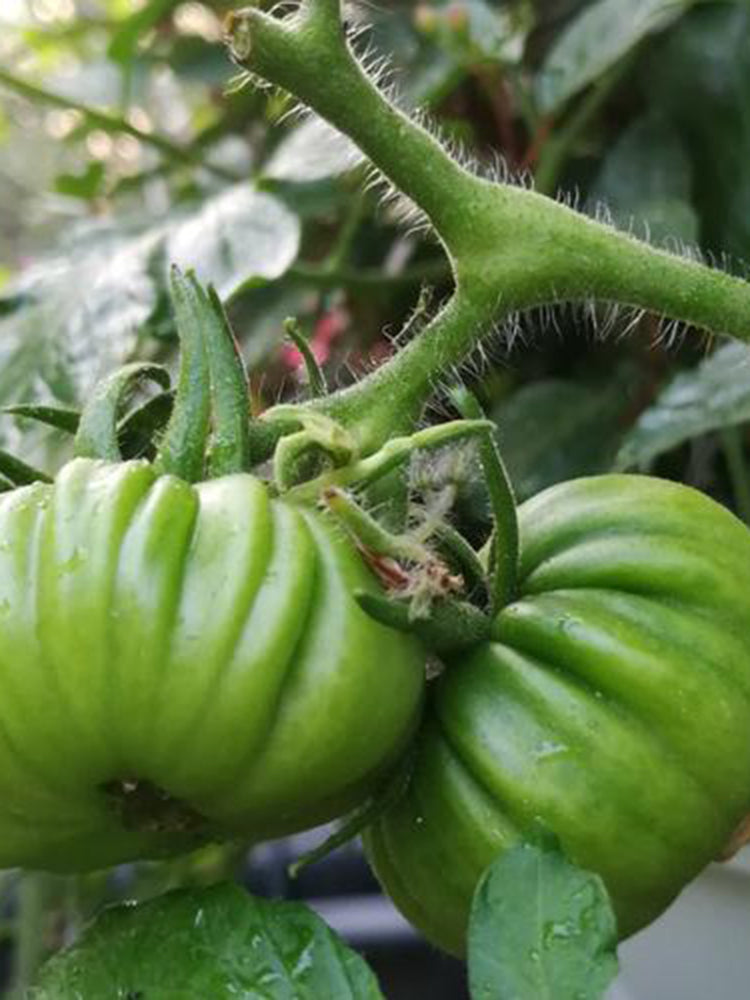 Green Steak Tomato
