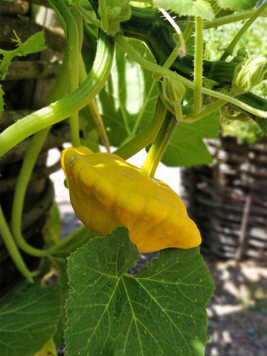 Yellow Patty Pan Squash