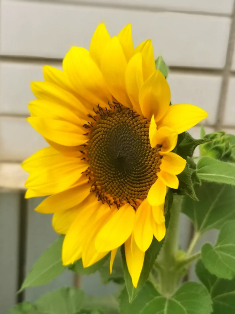 Dwarf Potted Sunflower
