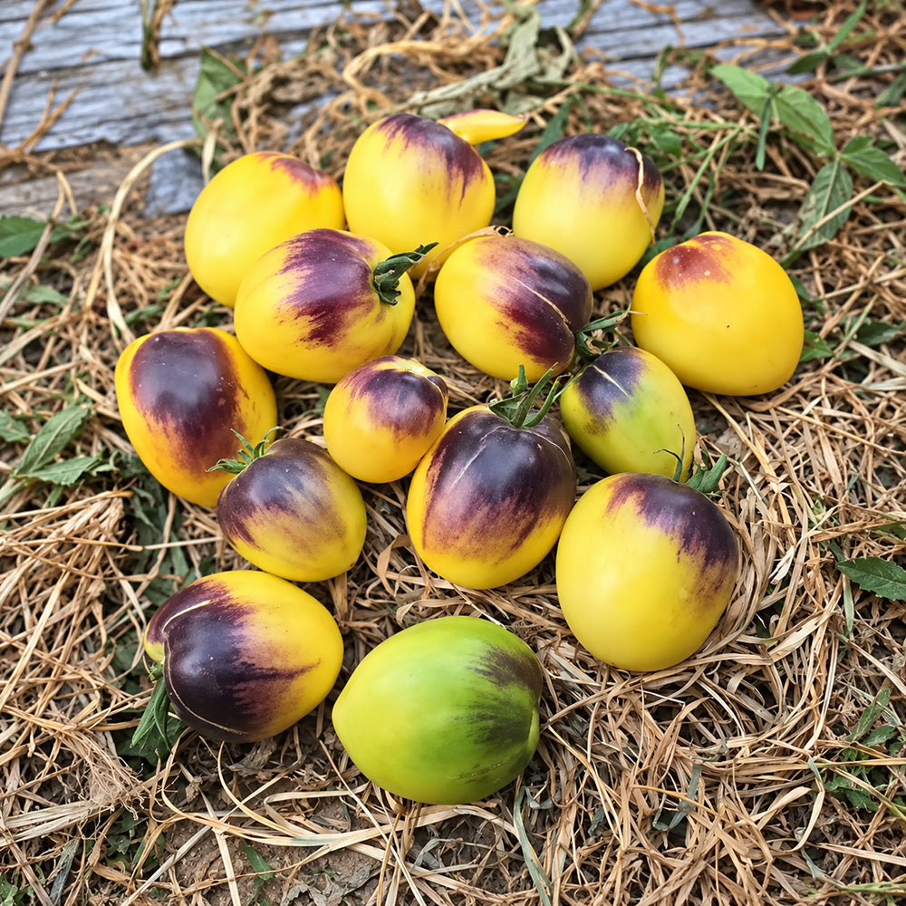 199 Blues on a Platter F5 Tomato