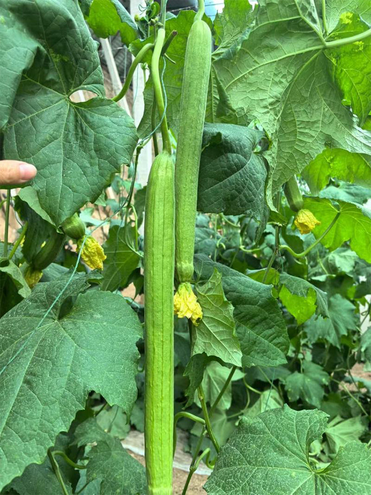Thailand Medium Green Luffa