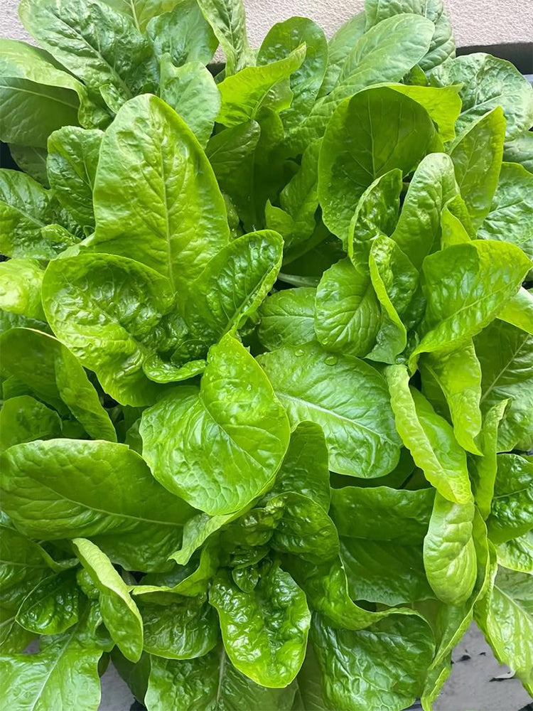 Green Peacock Lettuce