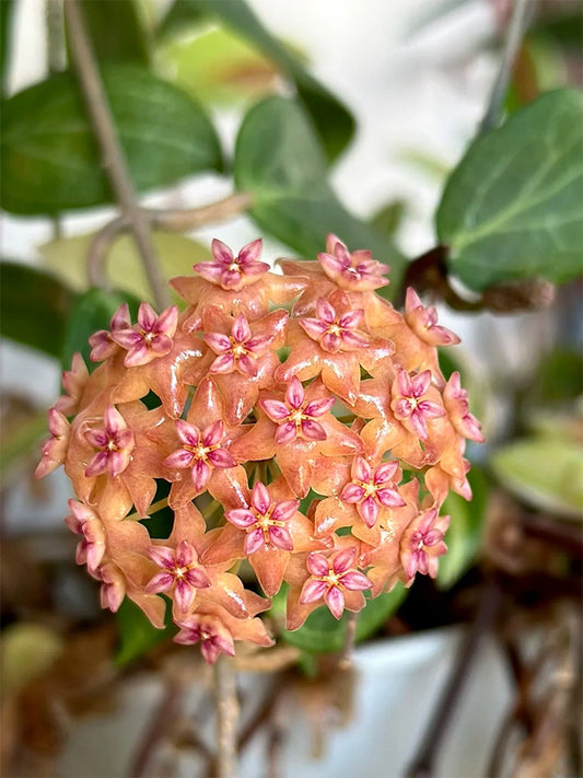 Hoya fitchii Unrooted Stem Cuttings