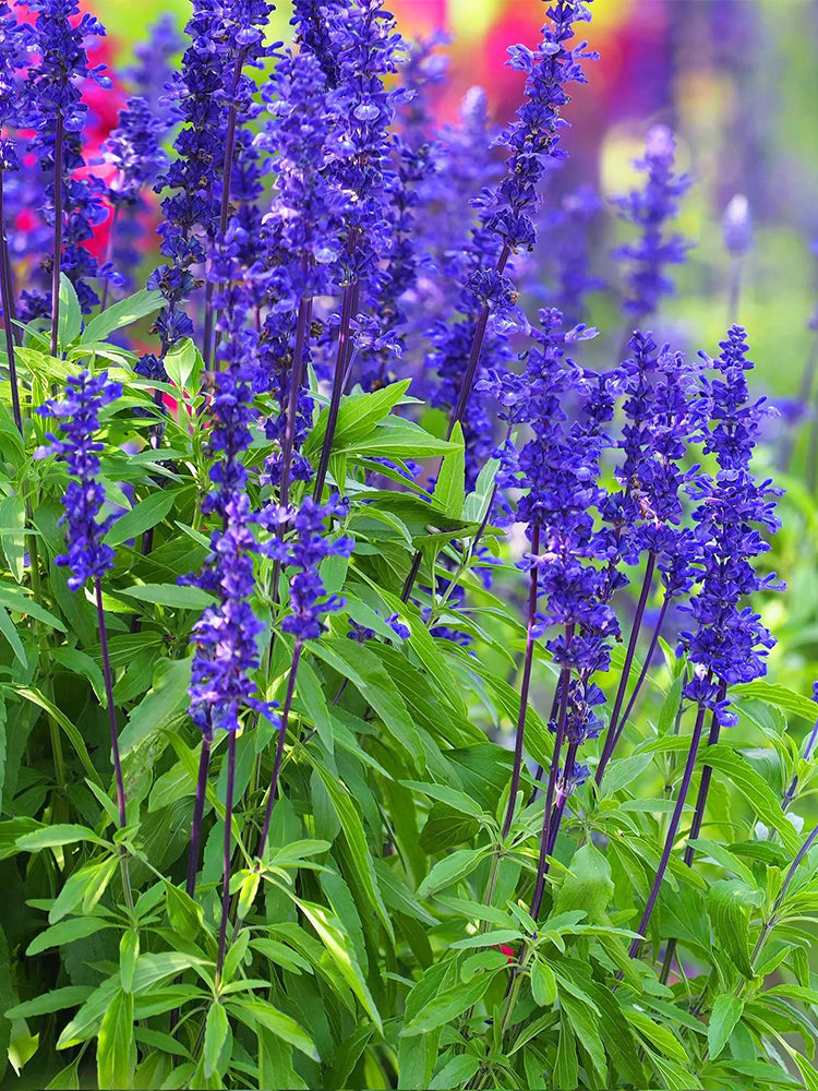 Blue Sage