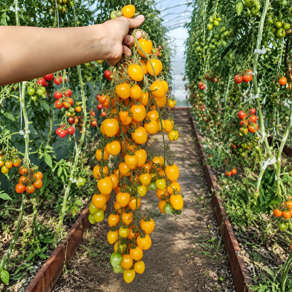 105 Orange Strawberry F2 Tomato