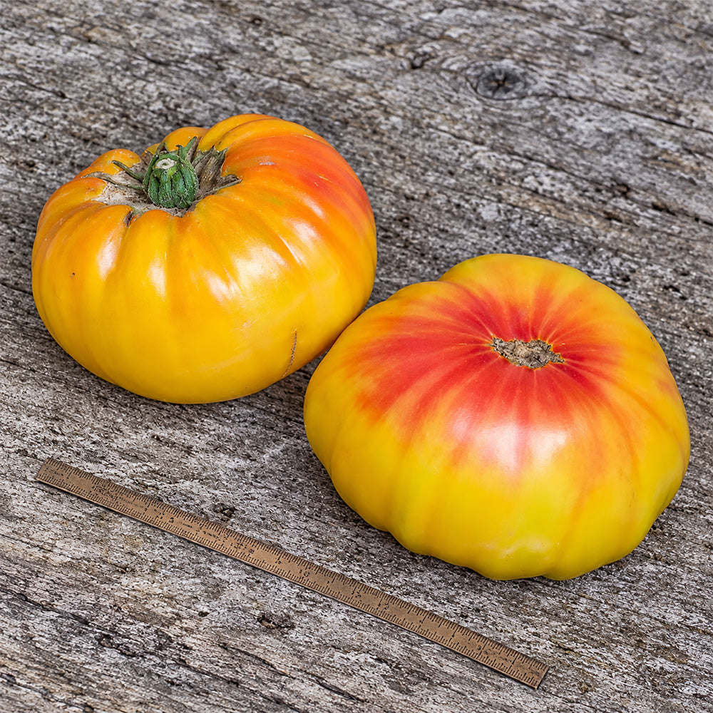 185 Tuxhorn's Red and Yellow Tomato