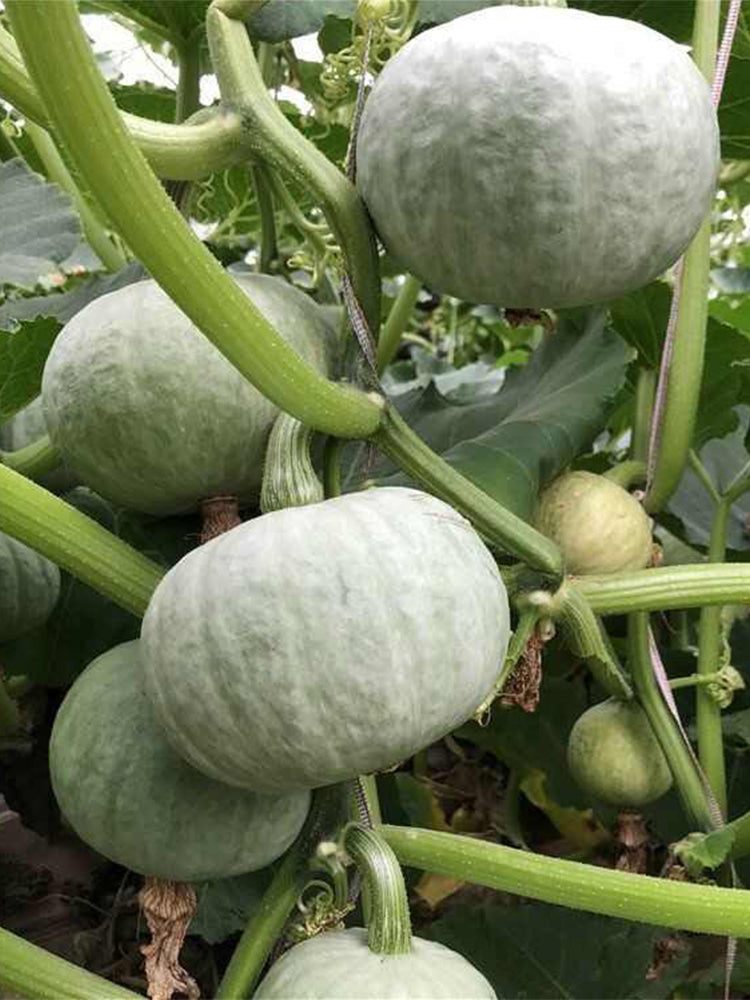 Silver Chestnut Pumpkin