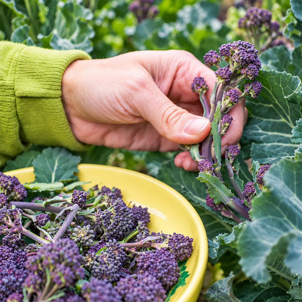 U2421 Early Purple Sprouting Broccoli