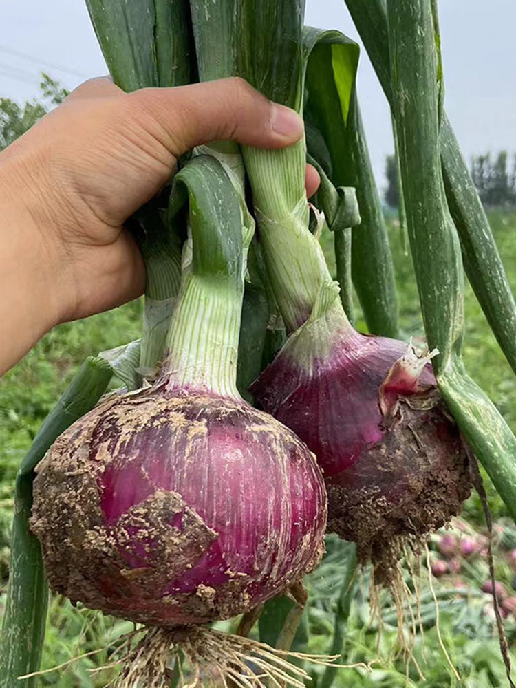 Zilu No.3 Purple Onion