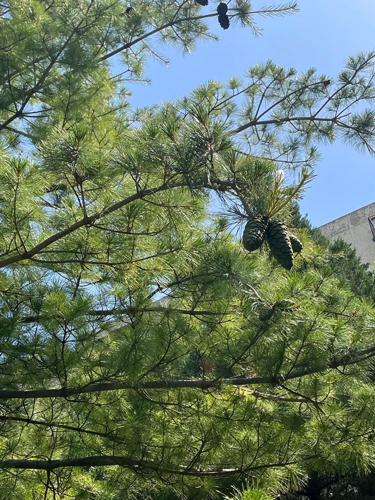 Huashan Pine