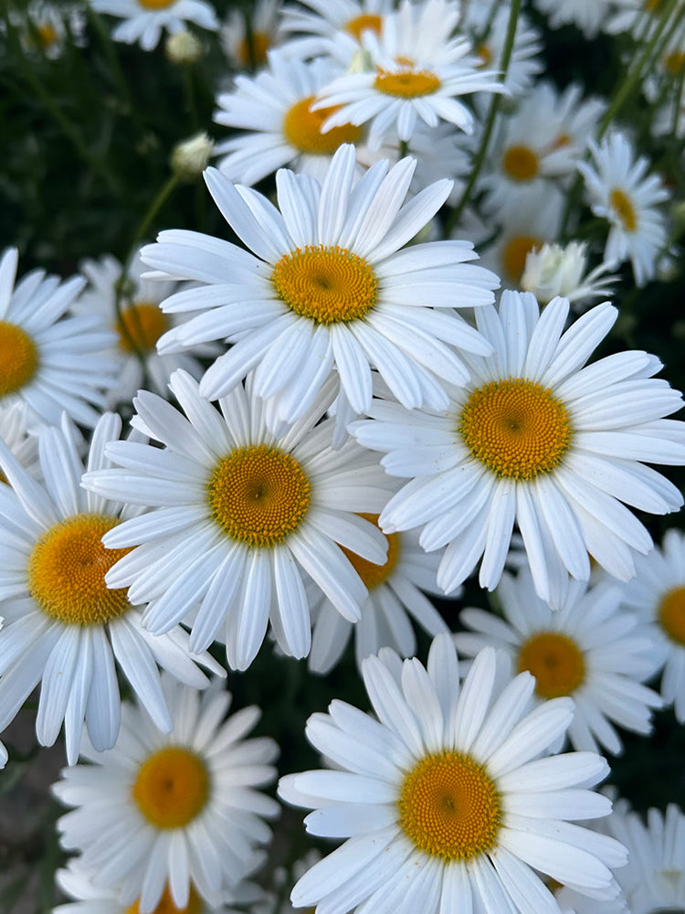 White Max Chrysanthemum