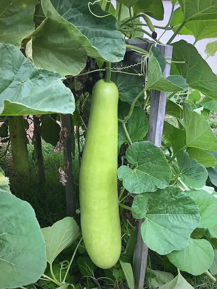 'Zhepu No.6' Bottle Gourds