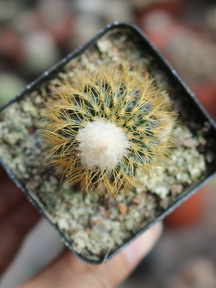 Frailea aurea