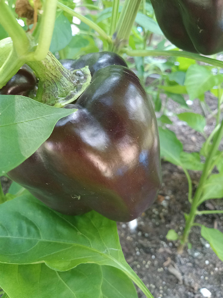 Coffee Fruit Sweet Pepper