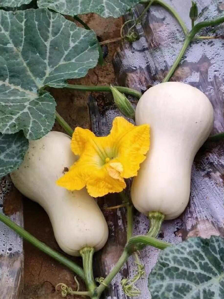 Cream Pumpkins