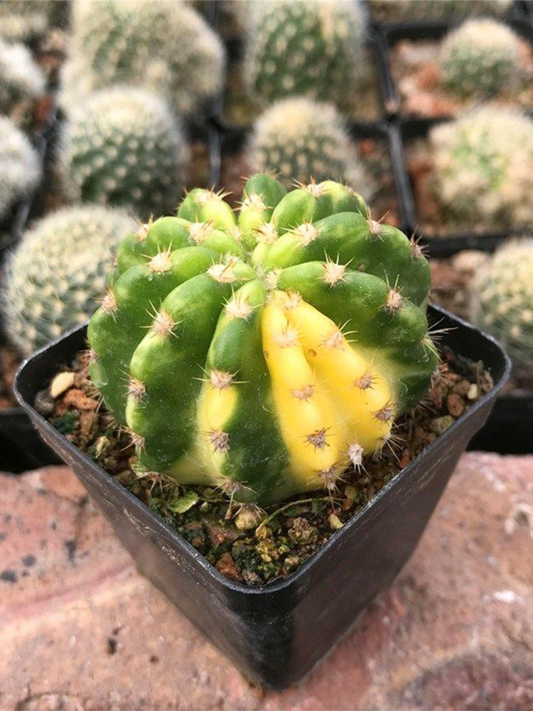Echinopsis subdenudata Variegata