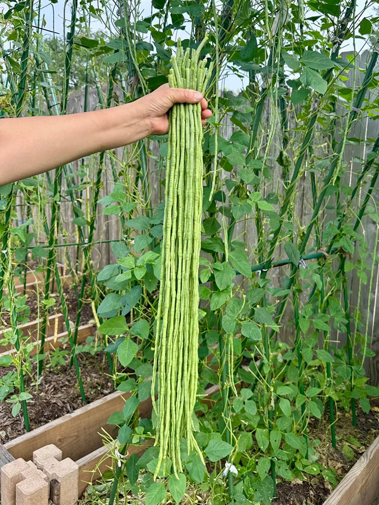 Long Dragon Cowpea
