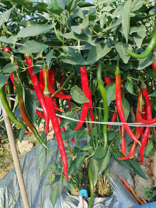 Spicy Red Line Pepper