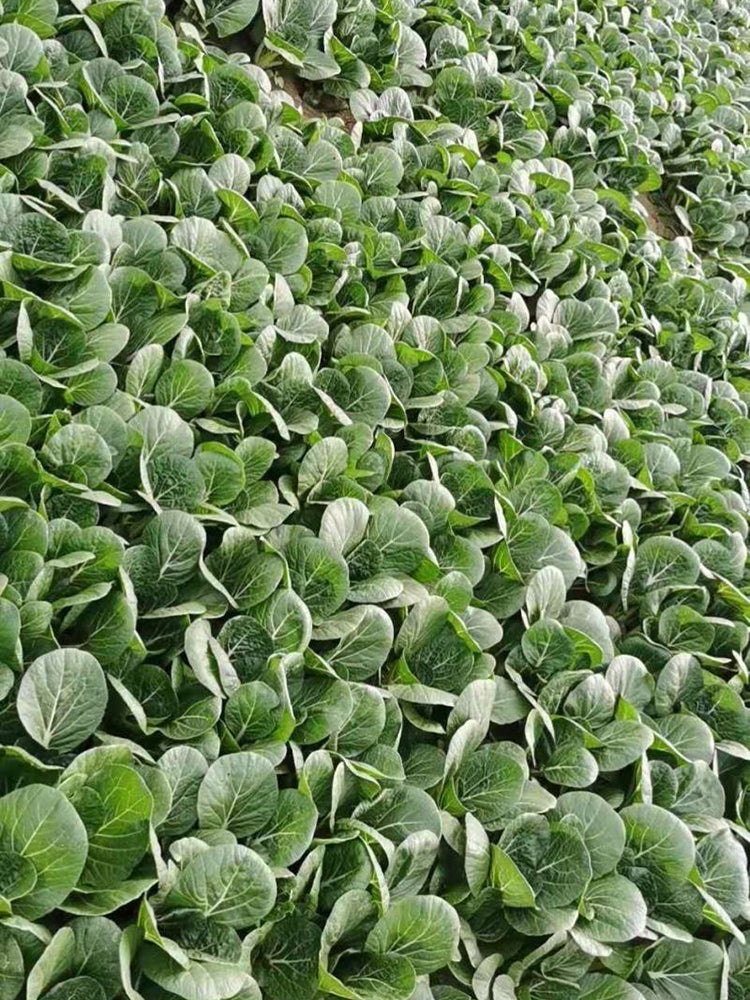 Golden Beauty Black Leaf Bok Choy