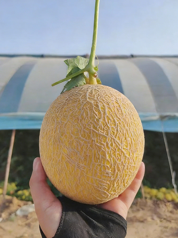 Super Early Honey Melon