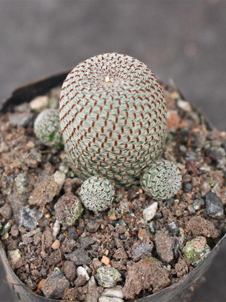 Rebutia heliosa