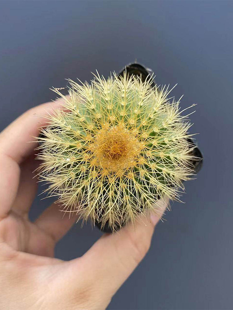Parodia schumanniana