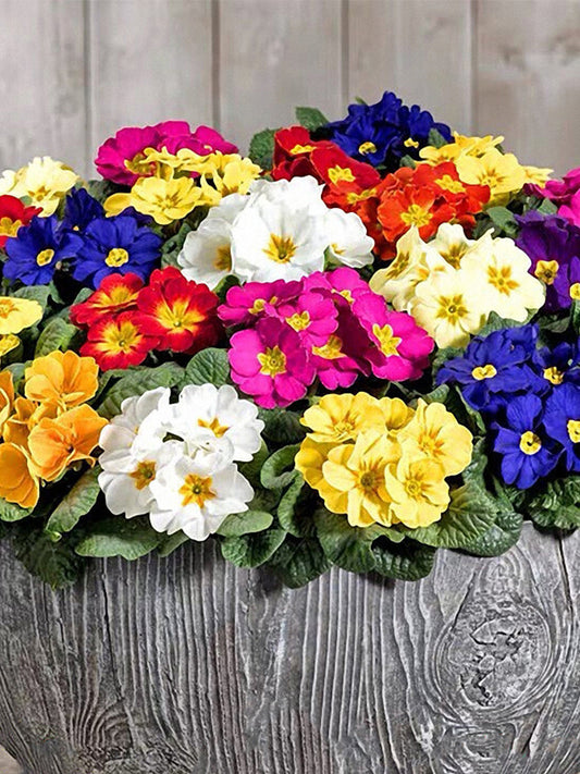 English Primrose (Primula vulgaris)