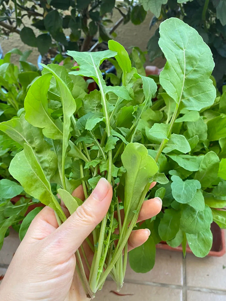 Large Leaf Arugula