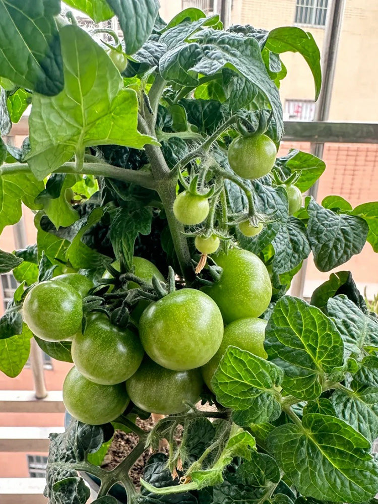 Dwarf Compact Red Cherry Tomato
