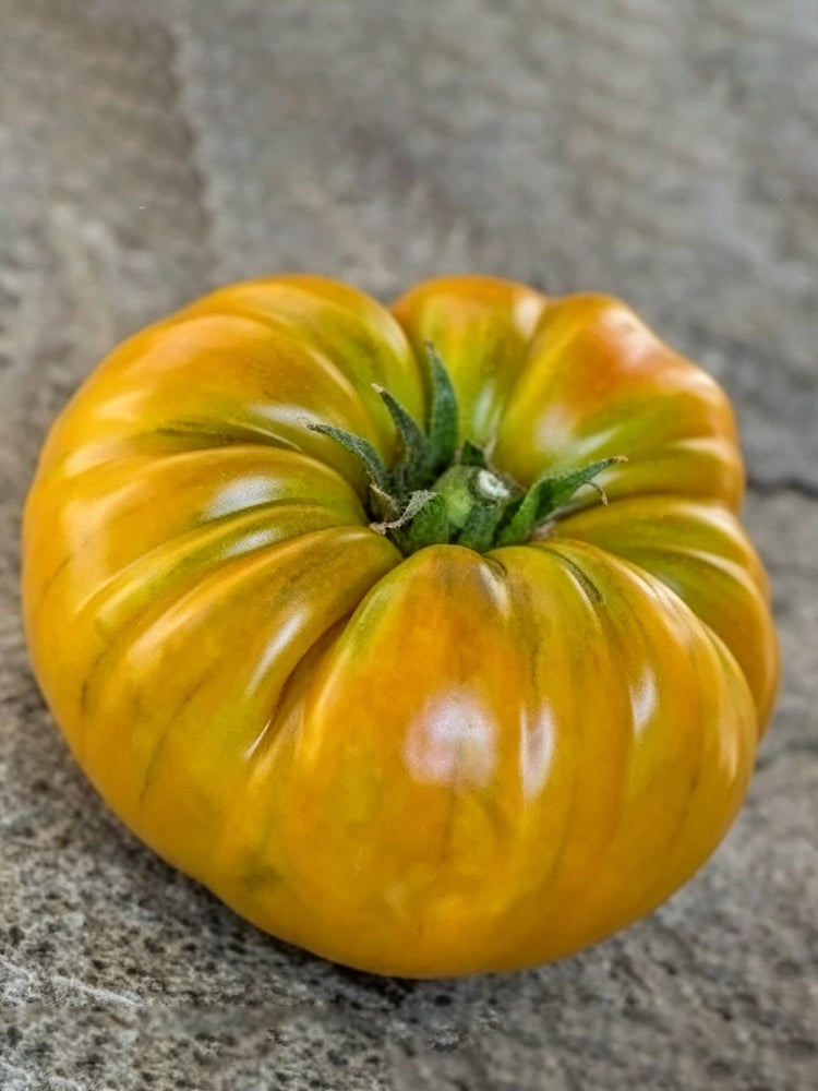 902 Kozula 174 Giant Tomato